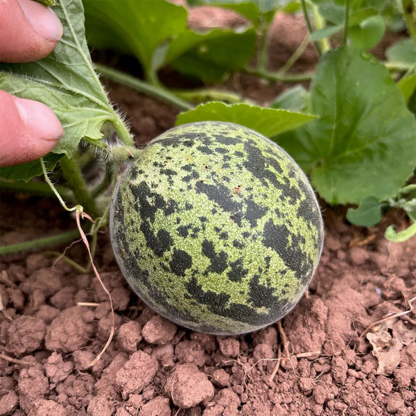 Queen Anne's Pocket Melon, 20 Seeds