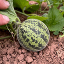 Queen Anne's Pocket Melon, 20 Seeds