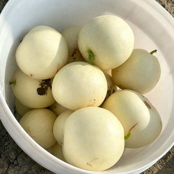 Shengyu No.1 F1 Melon, 200 Seeds