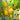 Yellow Lantern Sweet Pepper Seeds, 100 Seeds