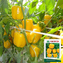 Yellow Lantern Sweet Pepper Seeds, 100 Seeds