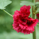 W964 Tall Double Red Hollyhock, 10 Grams ≈ 500 Seeds