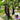 Zilong No.1 Eggplant, 200 Seeds
