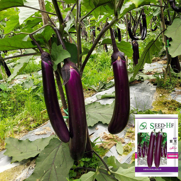 Zilong No.1 Eggplant, 200 Seeds