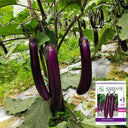 Zilong No.1 Eggplant, 200 Seeds