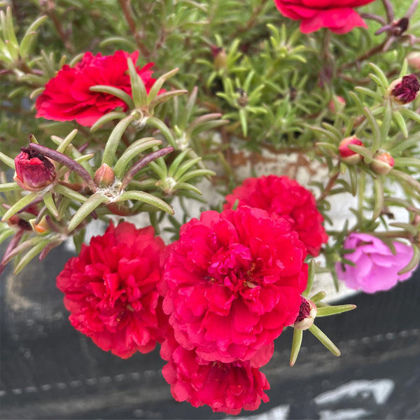Hezhichun Red Moss-Rose Purslane Seeds, 1g