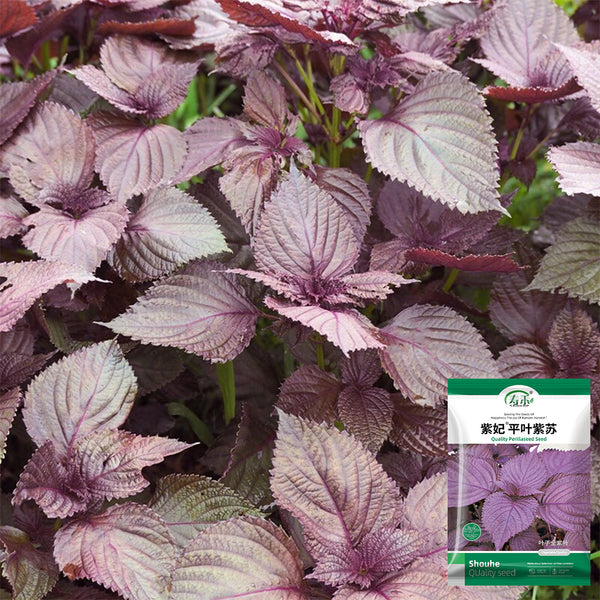 'Zifei' Purple Perilla Seeds, 5 Grams ≈ 3500 Seeds
