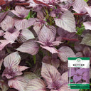 'Zifei' Purple Perilla Seeds, 5 Grams ≈ 3500 Seeds