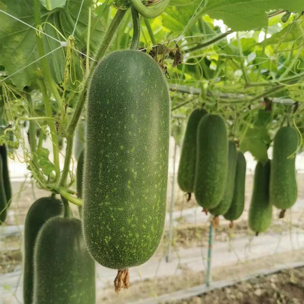 Baoxing F1 Hybrid Hairy Gourd, 50 Seeds