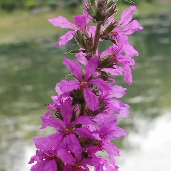 Purple Loosestrife Seeds, 500 Seeds