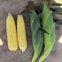 Zhongnong Tian No.488 Super Sweet Fruit Corn, 50 Seeds