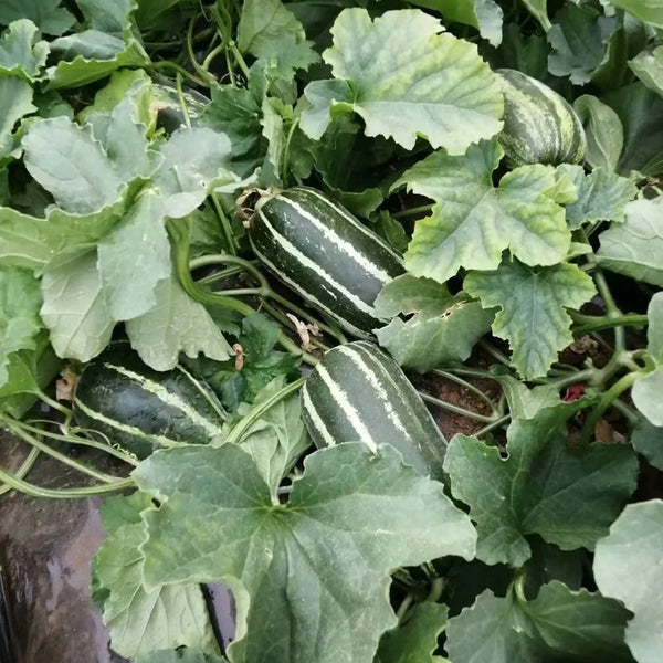Yiwo Wu Sweet Melon Seeds, 3g