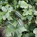 Yiwo Wu Sweet Melon Seeds, 3g