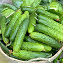 Trellis-Crushing Snack Cucumber Seeds, 1g