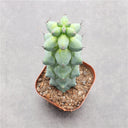Myrtillocactus geometrizans 'Fukurokuryuzinboku', 9-11cm