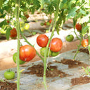 Provence Tomato Seeds, 20 Seeds