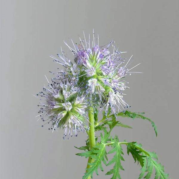 Lacy Phacelia, 200 Seeds