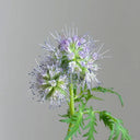 Lacy Phacelia, 200 Seeds