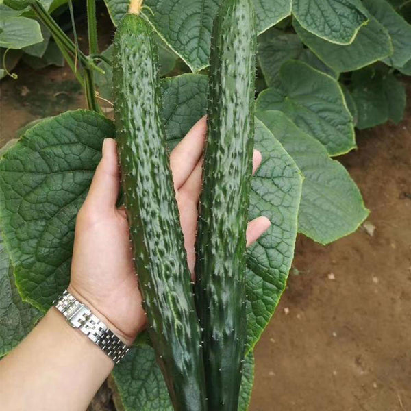 'New No. 4' Gynoecious Cucumber, 200 Seeds