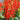 Scarlet Sage Seeds (Salvia splendens), Pack of 100