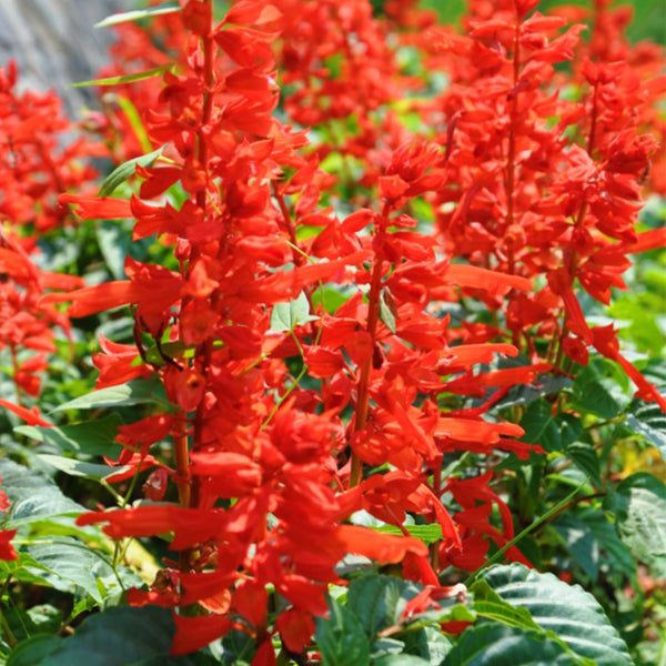 Scarlet Sage Seeds (Salvia splendens), Pack of 100