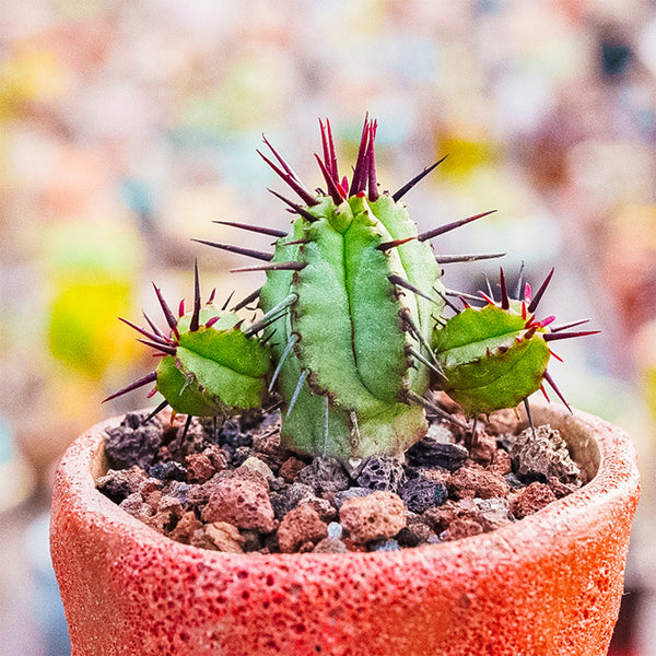 Pincushion Euphorbia, 4-5cm
