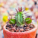 Pincushion Euphorbia, 4-5cm