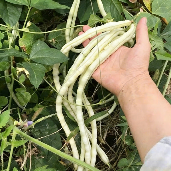 'Zhuzai' Thick-fleshed Sweet Long Bean Seeds, 20g