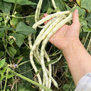 'Zhuzai' Thick-fleshed Sweet Long Bean Seeds, 20g