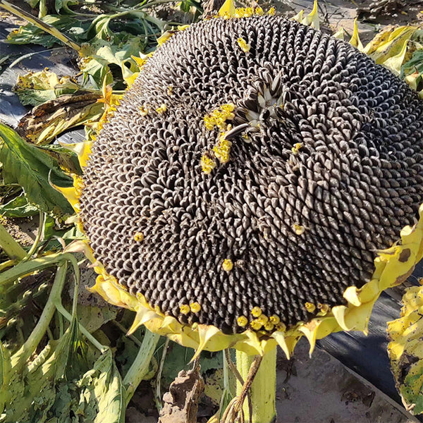Black Three-Stripe Sunflower Seeds, 20g