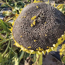 Black Three-Stripe Sunflower Seeds, 20g