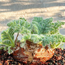 Sweet Scented Geranium, 5 Seeds