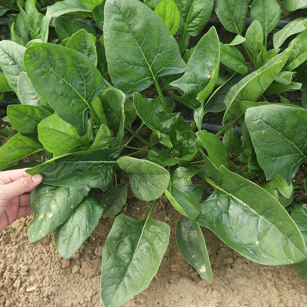 'Heat-Tolerant King' Spinach Seeds, 20g