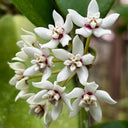 Hoya australis, 5 Cuttings