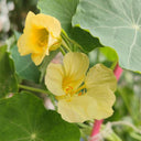 Hezhichun Yellow Nasturtium Seeds, 10g