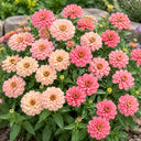 W1336 Double Zahara Salmon Zinnia, 5 Seeds