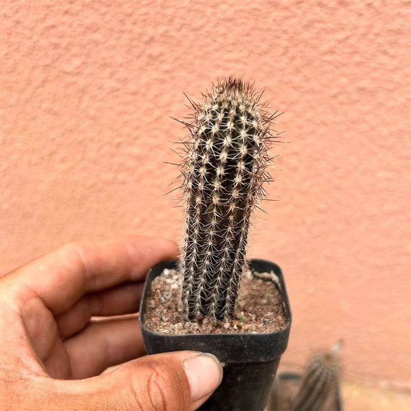 Setiechinopsis mirabilis, 4-5cm