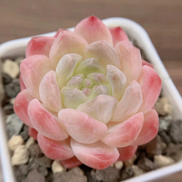 Echeveria cv. 'Moon Star', 3pcs x 1-head