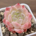 Echeveria cv. 'Moon Star', 3pcs x 1-head