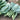 Heat-Tolerant Round-Leaf Chinese Kale Seeds, 20g