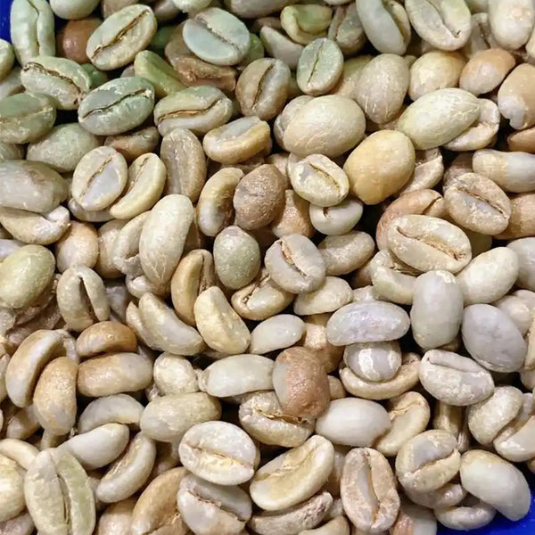 Yunnan Pu'er Catimor Parchment Coffee, 50 Seeds