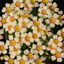 Oxalis obtusa Series Bulb - 'Cockatiel', 2 Bulbs