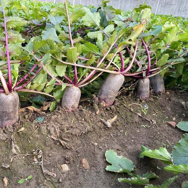 Rock Sugar Heart Purple Skin Fruit Radish, 60 Seeds