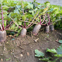 Rock Sugar Heart Purple Skin Fruit Radish, 60 Seeds