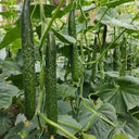 ‘Green Dragon F1 · 188’ Cucumber Seeds, 20g