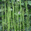 Continuously Harvestable 901 Yardlong Bean Seeds, 5 × 5g Bags