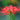 Lycoris radiata (Triploid), 2 Bulbs