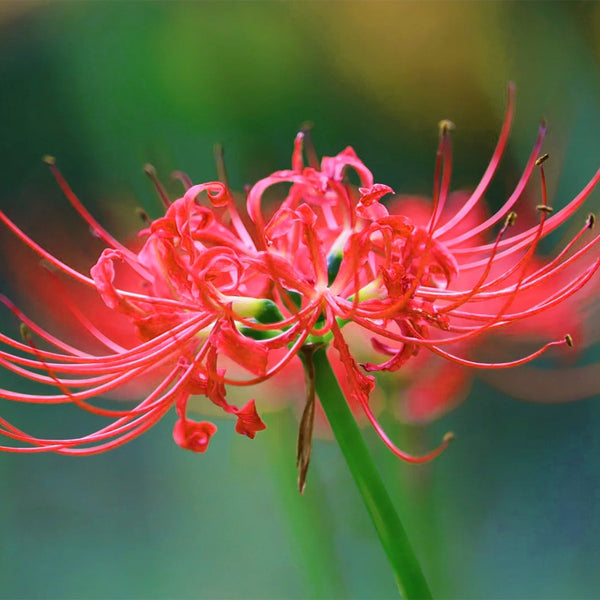 Lycoris radiata (Triploid), 2 Bulbs