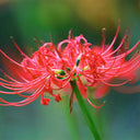 Lycoris radiata (Triploid), 2 Bulbs