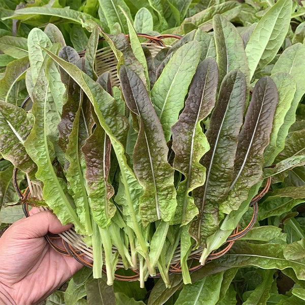 Jiemei Red Leaf Lettuce, 2000 Seeds